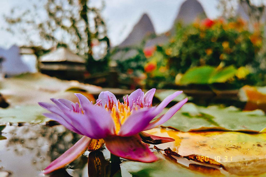 赏山悦水·拥抱自然——九游j9(中国)2020金秋阳朔之旅